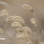 風邪はまずいんです