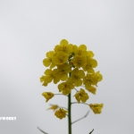 曇天の下は黄色