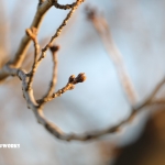 さくらはまだまだ