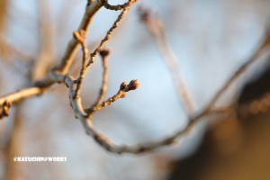 さくらはまだまだ