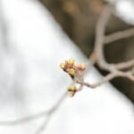 桜はまだかいな