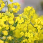 昨日には続きがありまして