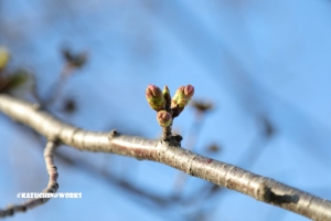 今日の桜さん