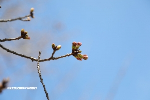 今日の桜さん その2