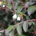 まだ週中なの？