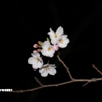 夜桜見てみたけど(昨晩)