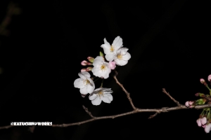 夜桜見てみたけど(昨晩)