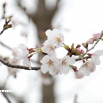 あっという間の日曜日ですが