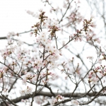 さぁ、週末ですよ