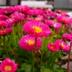 過去写真 その74 (日記付き)