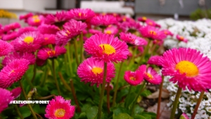 過去写真 その74 (日記付き)