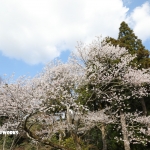 伊勢の研修旅行 伊勢神宮の巻 下