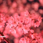 忙しさ倍増ですが