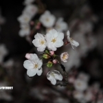 お待ちかねの週末なのかな