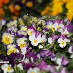 ゴールデン・ウィークのご予定は?