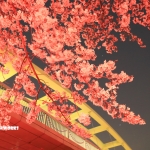 なんか久しぶりの雨