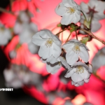 やっぱり運転手はいいね