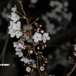 ストライキだったんで