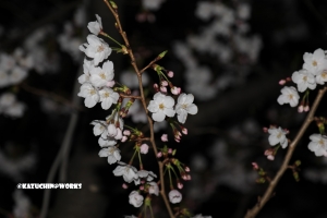 ストライキだったんで