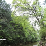 愛知県民の森 旅行記 初日編 宇連川支流 其の弐