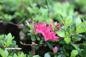 愛知県民の森 旅行記 初日編 モリトピア愛知 其の参