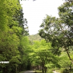 愛知県民の森 旅行記 2日目編 ～せきれい橋 其の壱