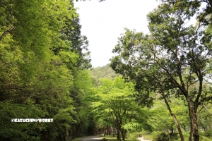 愛知県民の森 旅行記 2日目編 ～せきれい橋 其の壱