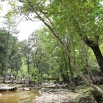 愛知県民の森 旅行記 2日目編 せきれい橋周辺
