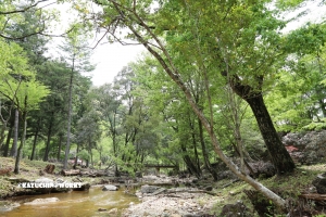 愛知県民の森 旅行記 2日目編 せきれい橋周辺
