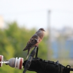 久しぶりの雨なし