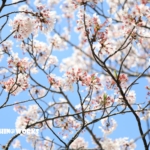 こんなときだからこそ...桜
