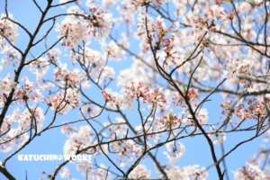 こんなときだからこそ...桜