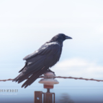 最近来ないんだな