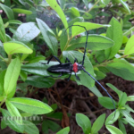 見つけたヤバいやつ