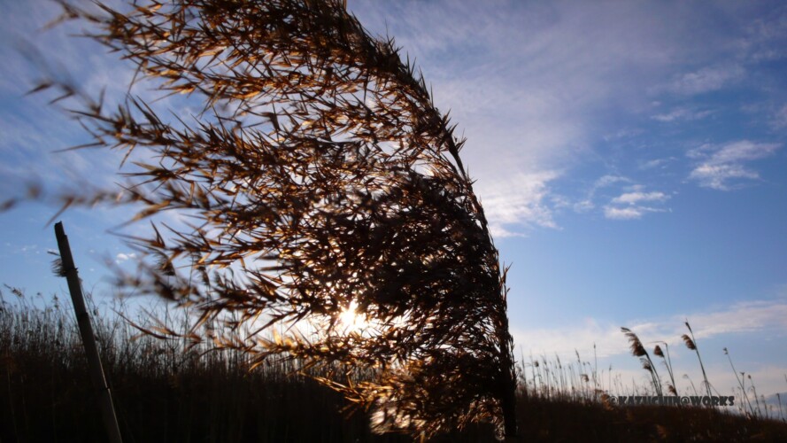 2007/03/30 弥富のすすきさん 2007/03/30 弥富のすすきさん