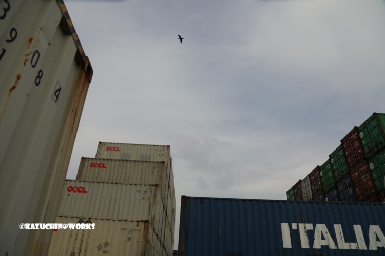 2019/03/06 鳥だ 2019/03/06 鳥だ