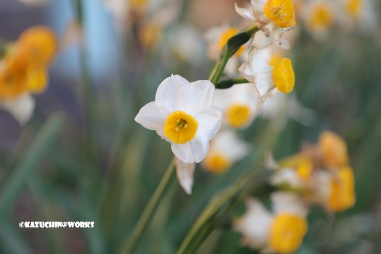 2019/03/09 みなとボラネット駐車場脇 01 2019/03/09 みなとボラネット駐車場脇 01