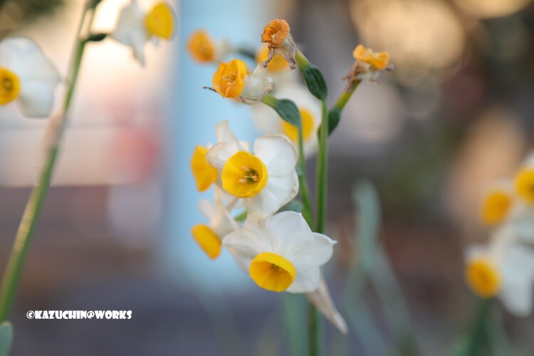 2019/03/09 みなとボラネット駐車場脇 02 2019/03/09 みなとボラネット駐車場脇 02