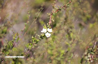 2019/03/09 近所の公園 06 2019/03/09 近所の公園 06