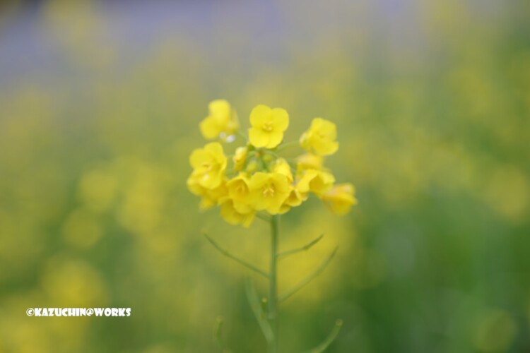 2019/03/11 曇天の下の菜の花 01 2019/03/11 曇天の下の菜の花 01