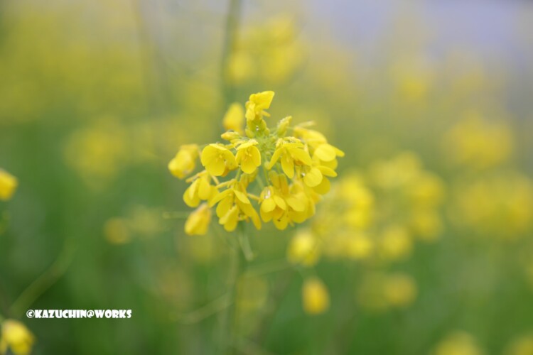 2019/03/11 曇天の下の菜の花 06 2019/03/11 曇天の下の菜の花 06