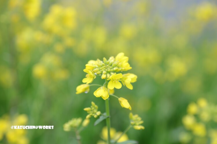 2019/03/11 曇天の下の菜の花 05 2019/03/11 曇天の下の菜の花 05