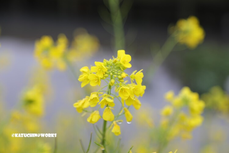 2019/03/11 曇天の下の菜の花 04 2019/03/11 曇天の下の菜の花 04