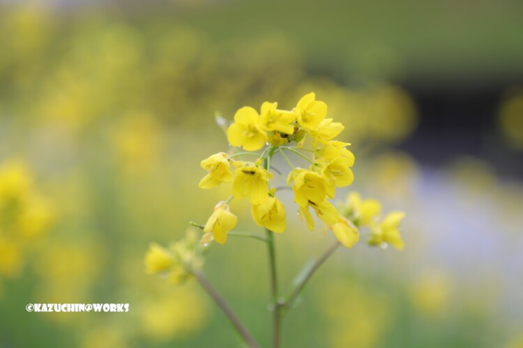 2019/03/11 曇天の下の菜の花 03 2019/03/11 曇天の下の菜の花 03