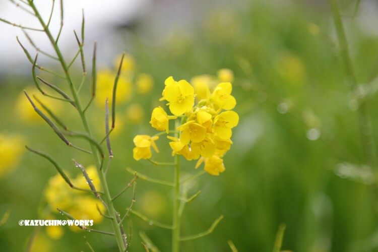 2019/03/11 曇天の下の菜の花 02 2019/03/11 曇天の下の菜の花 02