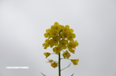 2019/03/11 曇天の下の黄色 2019/03/11 曇天の下の黄色