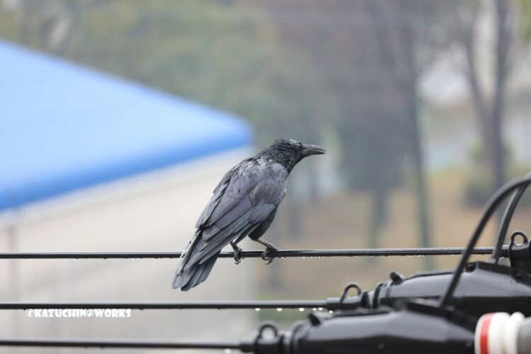 2019/03/21 やってきたカラス 01 2019/03/21 やってきたカラス 01