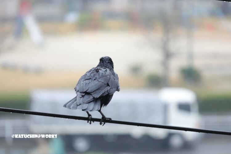 2019/03/21 やってきたカラス 02 2019/03/21 やってきたカラス 02