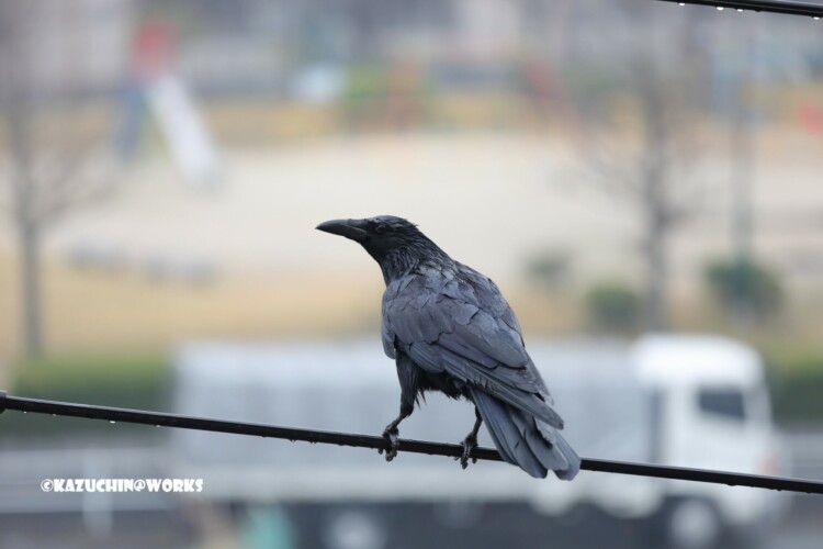 2019/03/21 やってきたカラス 03 2019/03/21 やってきたカラス 03