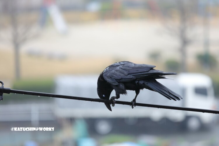 2019/03/21 やってきたカラス 04 2019/03/21 やってきたカラス 04